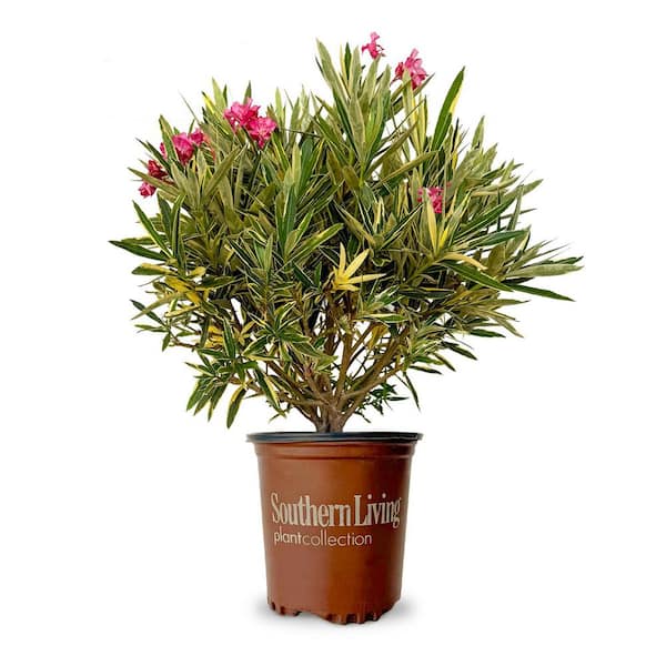 2 Gal. Twist of Pink Oleander, Evergreen Shrub, Green and White Variegated Foliage, Pink Blooms