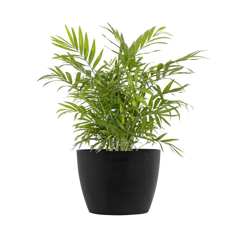 Reviews for United Nursery Neanthebella Palm Chamaedorea Elegans Live ...