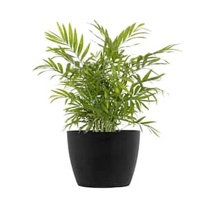 Neanthebella Palm Chamaedorea Elegans Live Plant in 6 inch Premium Sustainable Ecopots Dark Grey Pot