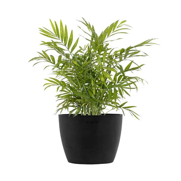 United Nursery Neanthebella Palm Chamaedorea Elegans Live Plant in 6 inch Premium Sustainable Ecopots Dark Grey Pot