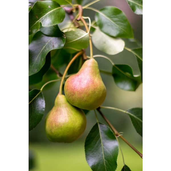 Dwarf Comice Pear Tree - The Soft and Sweet Christmas Pear Delicacy. (2 Years Old and 3-4 Feet tall.)