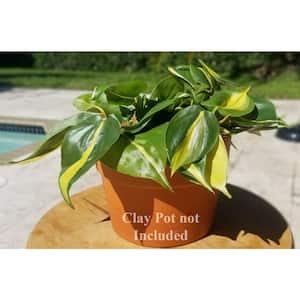 12 Cm. Birkin Philodendron Plant in Ceramic Pot