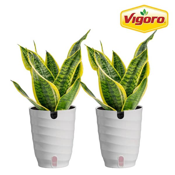 Grower's Choice Sansevieria Indoor Snake Plant in 6 in. White Decor Pot, Average Shipping Height 1-2 ft. (2-Pack)