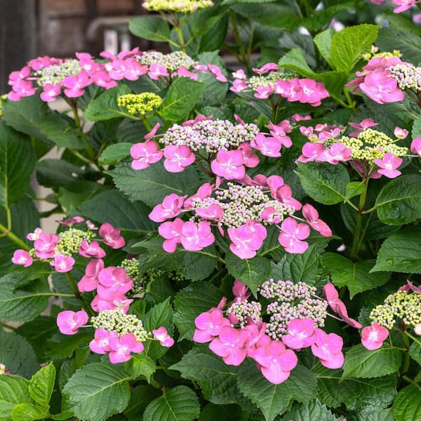 フラワー・ガーデニング Hirobe national PLANT NETWORK 4 in. Hydrangea Preziosa (3-Pack) HD3195