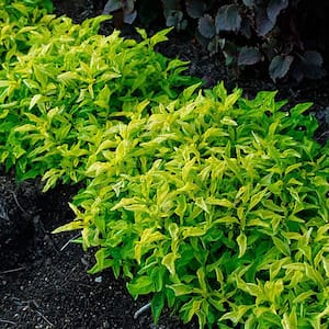 1.38 Pt. Alternanthera Plant Gold Joseph's Coat in 4.5 in. Grower's Pot (4-Pack)