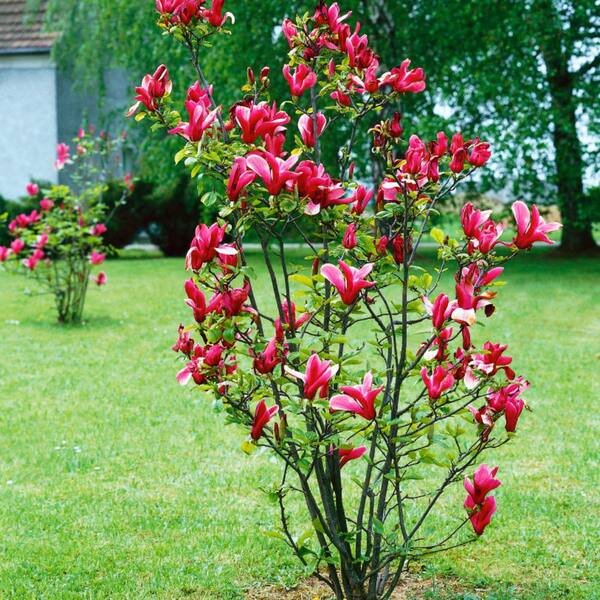 2 gal. Genie Deciduous Japanese Magnolia Tree with Purple Flowers