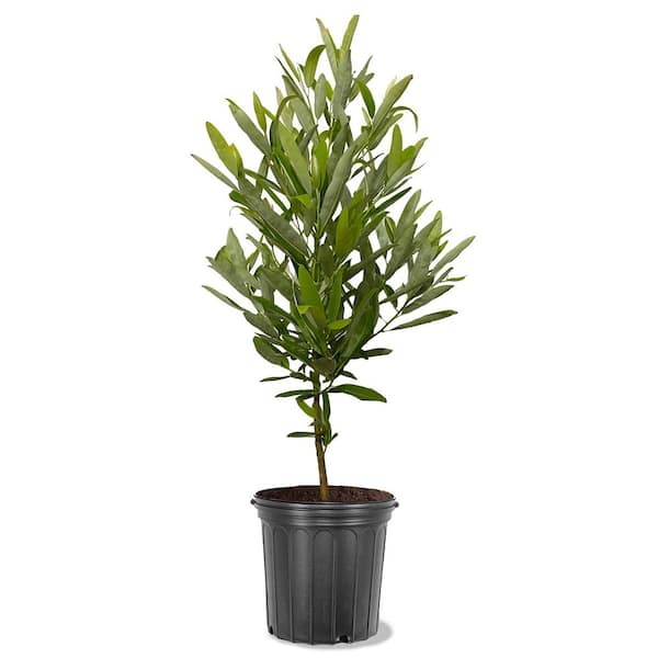 7 Gal. Sweetbay Magnolia Live Tree