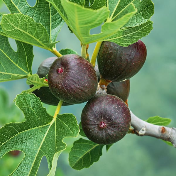 7 gal. Black Mission Potted Fig Plant