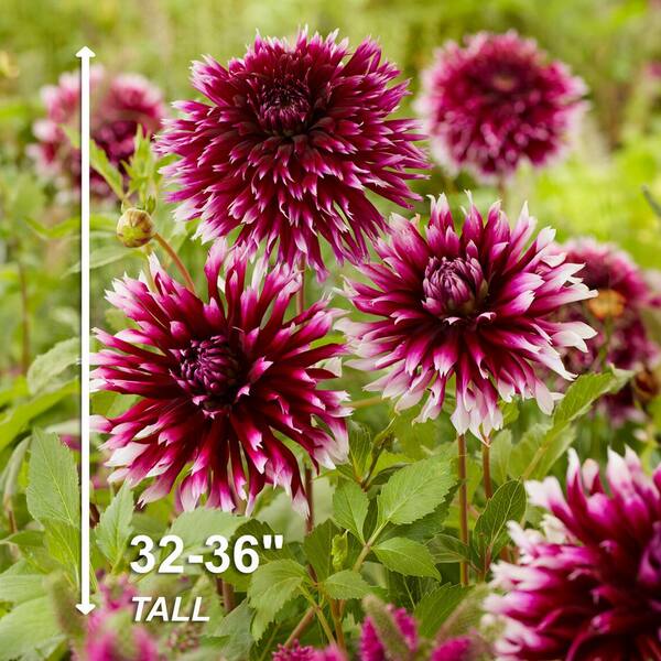 Vigoro Alauna Clair-Obscur Fimbriata Dahlia Flower Bulbs, Bare