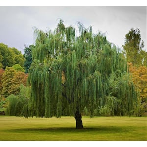 Bare Root, 3 ft. to 4 ft. T Green Weeping Willow Tree