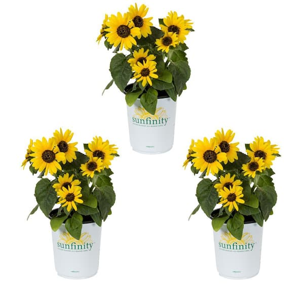 METROLINA GREENHOUSES 2 Qt. Sunfinity Yellow Sunflower Annual Plant (3-Pack)