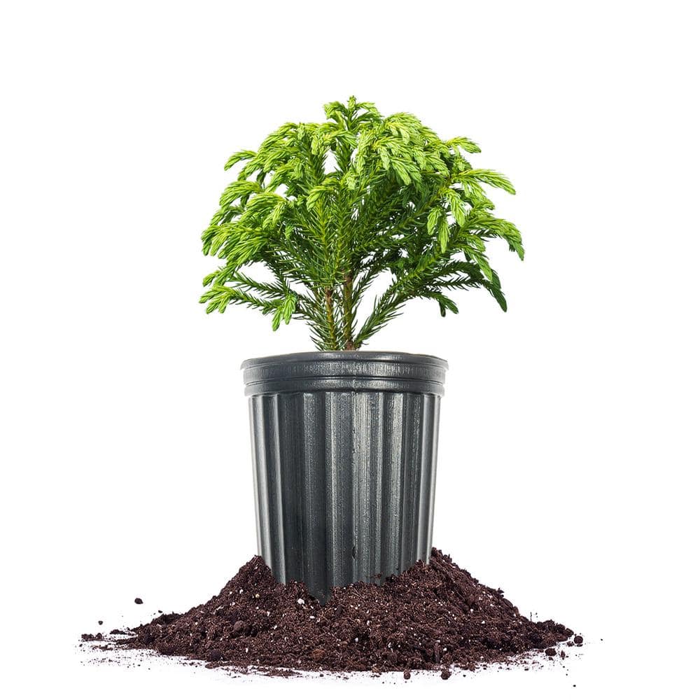 perfect-plants-shrubs-bushes-