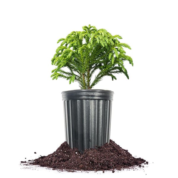 Cryptomeria Globosa Nana 1 Gal. Growers Pot, Evergreen Shrub