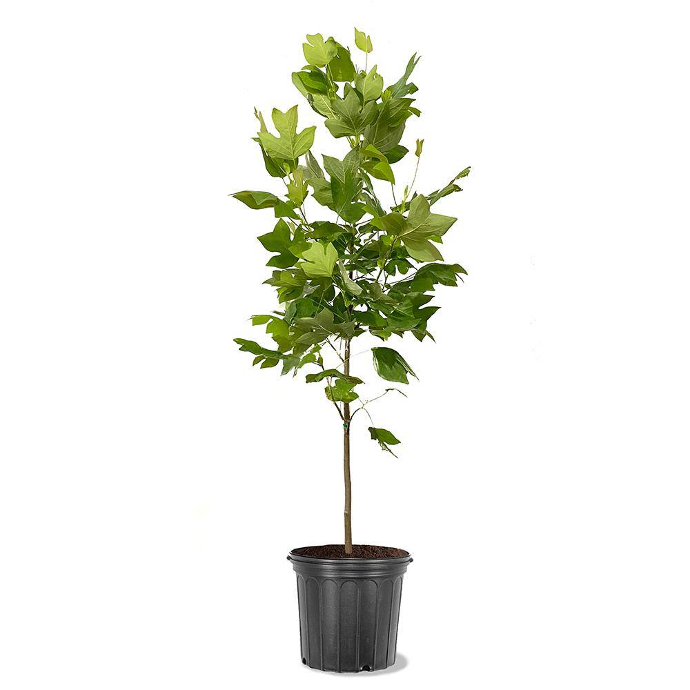 Tulip Poplar Deciduous Shade Tree
