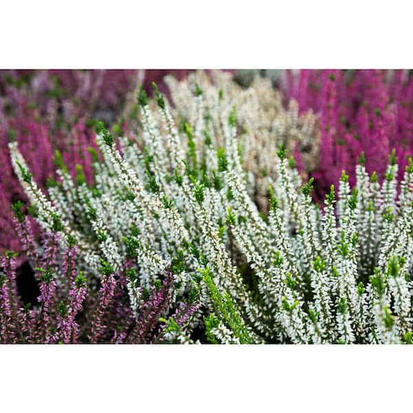 gift plants delivered Holiday Centerpiece Box! Great Gift!  Denver Plant Delivery