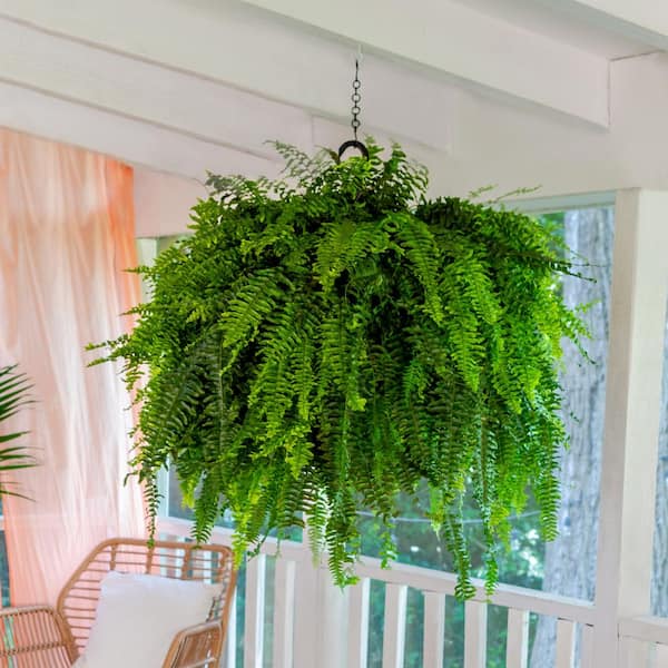 money tree plant for sale Money Tree (Pachira aquatica) main image 0