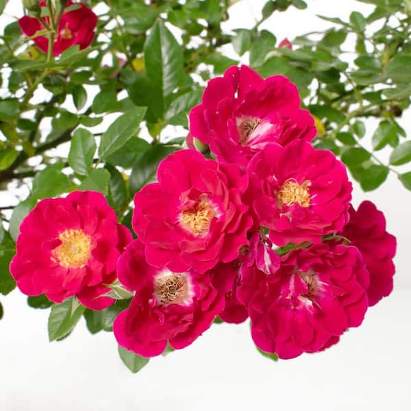 national PLANT NETWORK 2.5 in. Rose Pink Crush (3-Pack)