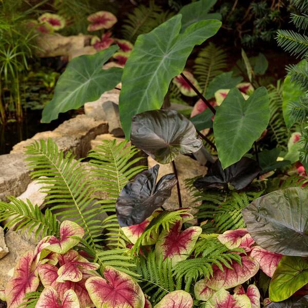 aglaonema pictum tricolor. Aglaonema Pictum Tricolor - Camouflage Plant | Plante Camouflage main image 0