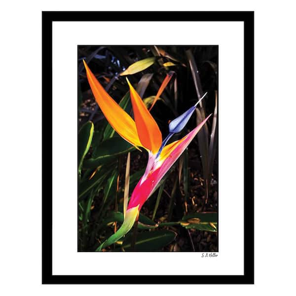 VENICE BEACH Collections Heller Photography PARADISE FLORA Framed Printed Photograph by Steven A. Heller Nature Poster Art Print 18 in. x 14 in.