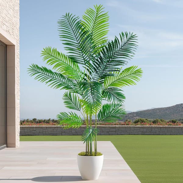 dieffenbachia Dieffenbachia 'Sublime'