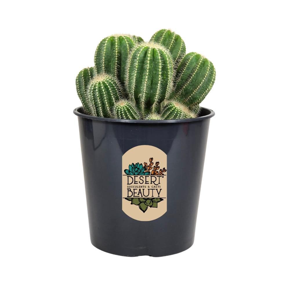 Pure Beauty Farms Ballon Cactus (Notocactus Magnificus