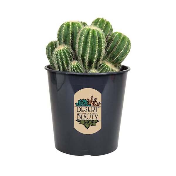 1.5 Gal. Ballon Cactus (Notocactus Magnificus) Live Desert Beauty Cactus in 8.25 in. Growers Pot
