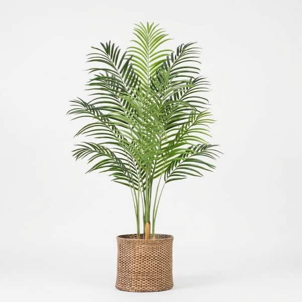 fiddle leaf fig lowes Ficus Lyrata Bush, Fiddle Leaf Fig Tree
