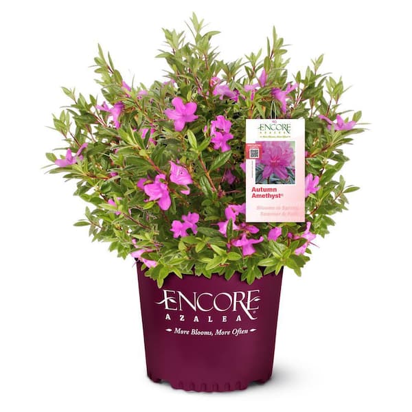 ENCORE AZALEA 2 Gal. Autumn Amethyst Shrub with Stunning Purple Flowers