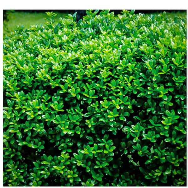 3 Gal. Burfordi Dwarf Holly Evergreen Tree HOLBUR03GD - The Home Depot