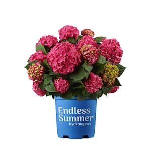 2 Gal . Summer Crush Reblooming Hydrangea Flowering Shrub with Raspberry Red Mophead Blooms
