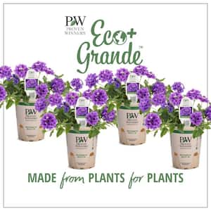 4.25 in. Eco+Grande, Superbena Imperial Blue (Verbena), Live Plant, Blue-Purple Flowers (4-Pack)