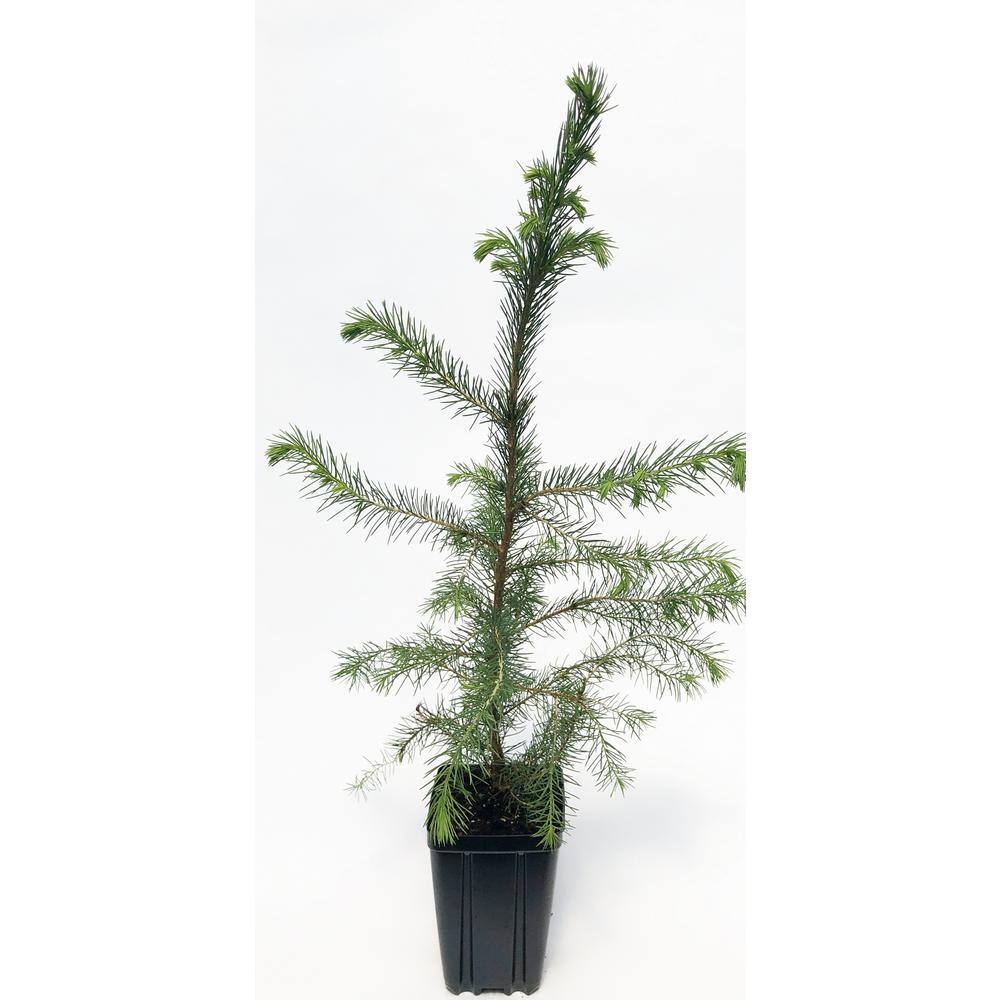Serbian Spruce Potted Evergreen Tree