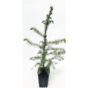 Serbian Spruce Potted Evergreen Tree