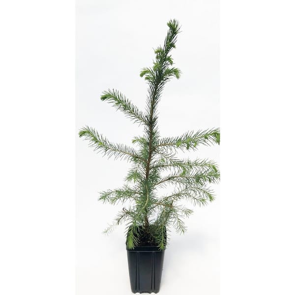 Unbranded Serbian Spruce Potted Evergreen Tree