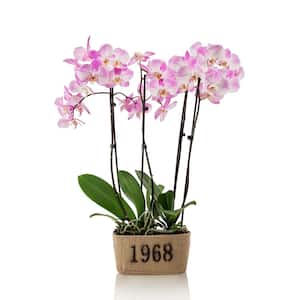 99 SEED orchid Phalaenopsis Outdoor CHEAP Flower Pot Balcony Planta Home BLUE 