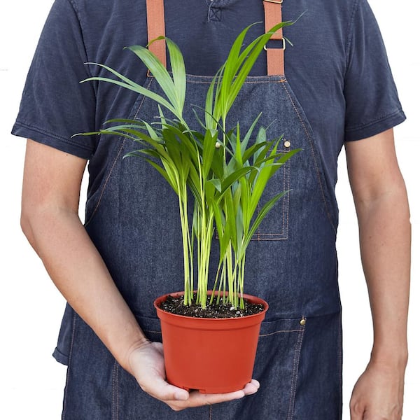 indoor house plant seeds Grow an Indoor Jungle" Houseplant Seed Kit  Wearing Conscious