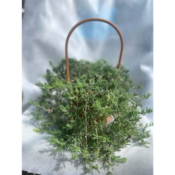 Zeus & Ruta Pink Ice Plant Pink Blossom Color, Suitable for