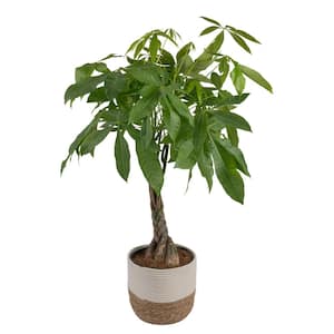 10 in. Pachira Braid Indoor Money Tree Plant in Decor Weave Basket Planter, Avg. Shipping Height 3-4 ft. Tall