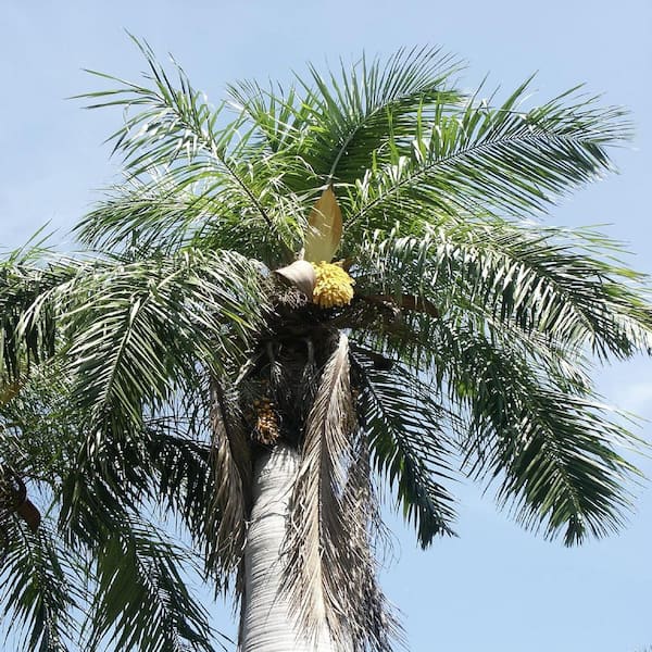 Wekiva Foliage Cuban Belly Palm-Live Plant in a 2 in. Growers Pot-Acrocomia Crispa-Starter Palm-Rare Palm Trees from Florida