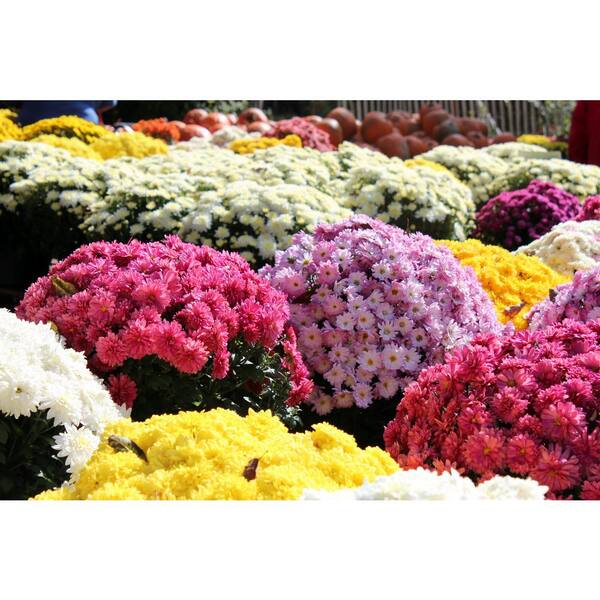 DROP-N-DECORATE 10 in. Drop N Decorate Fall Mum Plant 1001757983 - The ...