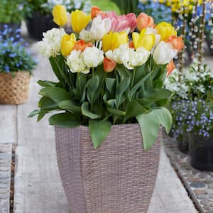 Tulip Patio Planter Kit With Decorative Faux Rattan Planter, Medium, Gloves and a Set of 15 Bulbs