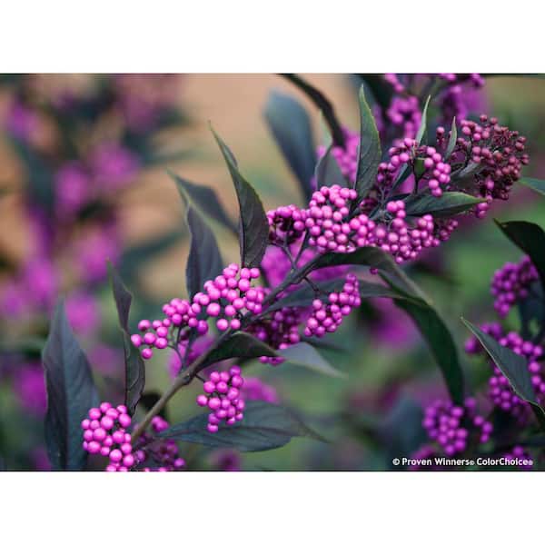 MCCORKLE 2 Gal. Pearl Glam Beautyberry Bush (Callicarpa) Live Shrub, Dark Purple Foliage and Violet-Purple Berries
