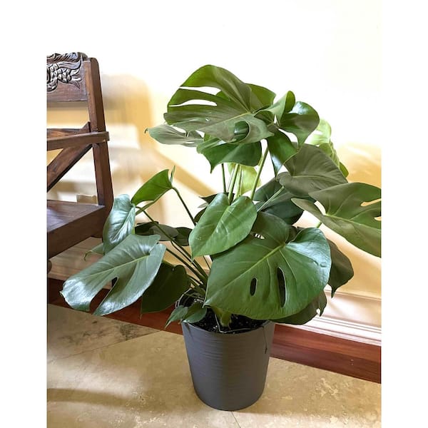 philodendron golden princess Philodendron Orange Princess – Plants-Zen