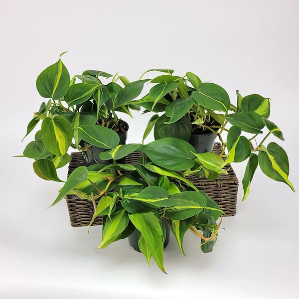 bad bunny snake plant Sansevieria cylindrica 'Boncel' --Starfish Snake Plant