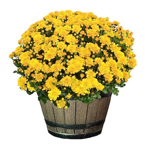 3 Qt. Chrysanthemum (Mum) Plant with Yellow Flowers in Whiskey Barrel