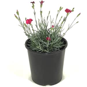 Pinks (Dianthus) Frosty Fire Plant