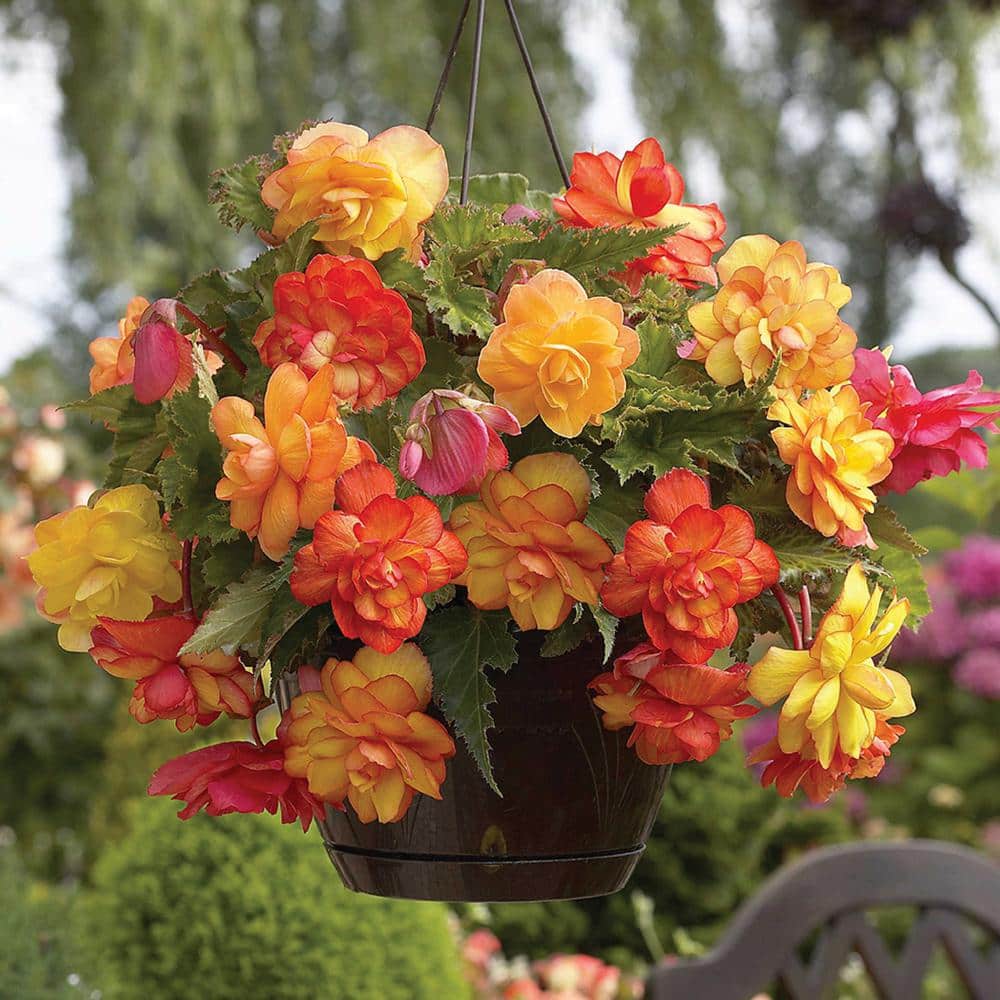 van-zyverden-flower-bulbs-