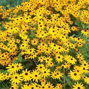 2 Gal. Goldsturm Black-Eyed Susan (Rudbeckia) Live Potted Perennial Plant with Golden Yellow Flowers (1-Pack)