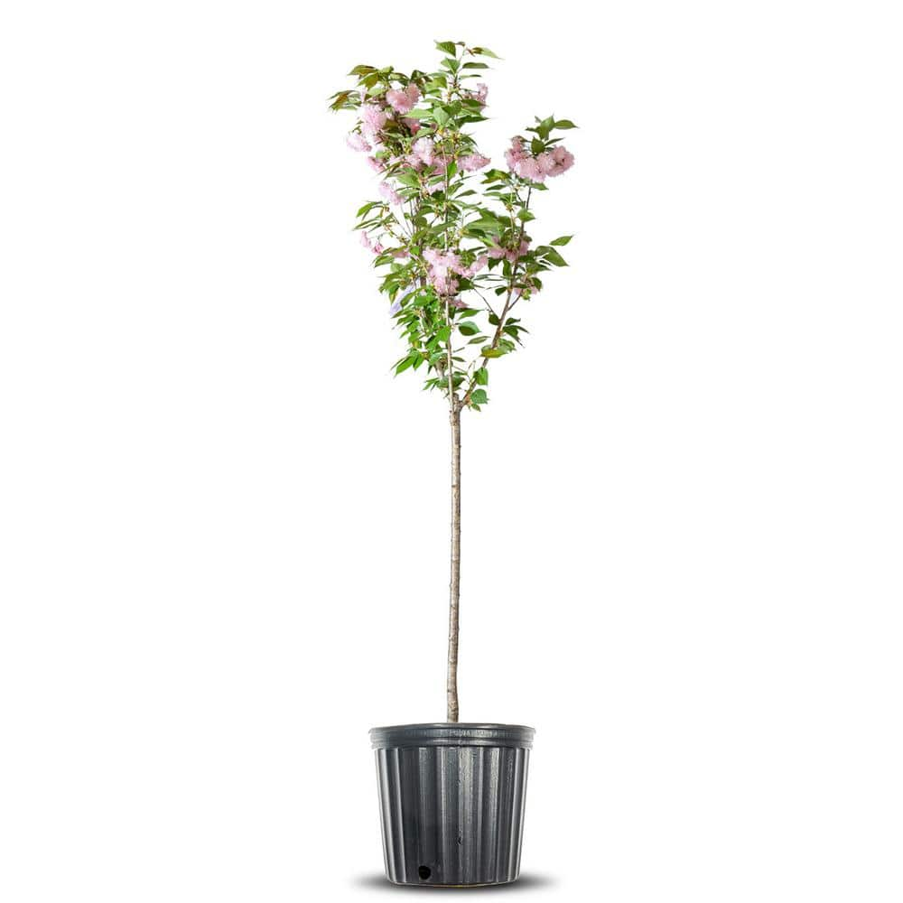 Perfect Plants 4-5 ft Tall. Japanese Kwanzan Cherry Tree in Grower's Pot, Cherry  Blossom Festival Blooms THD00518 - The Home Depot