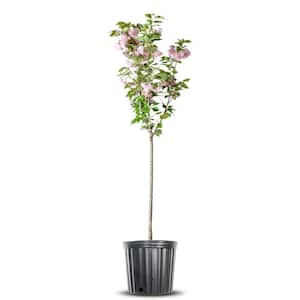 4-5 ft Tall. Japanese Kwanzan Cherry Tree in Grower's Pot, Cherry Blossom Festival Blooms
